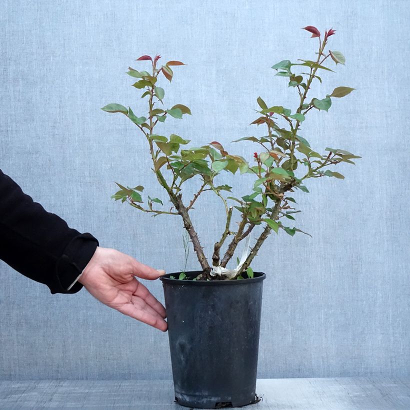 Rosa polyantha La Sauvagine Terre et Passion Vaso da 4L/5L esemplare consegnato in primavera