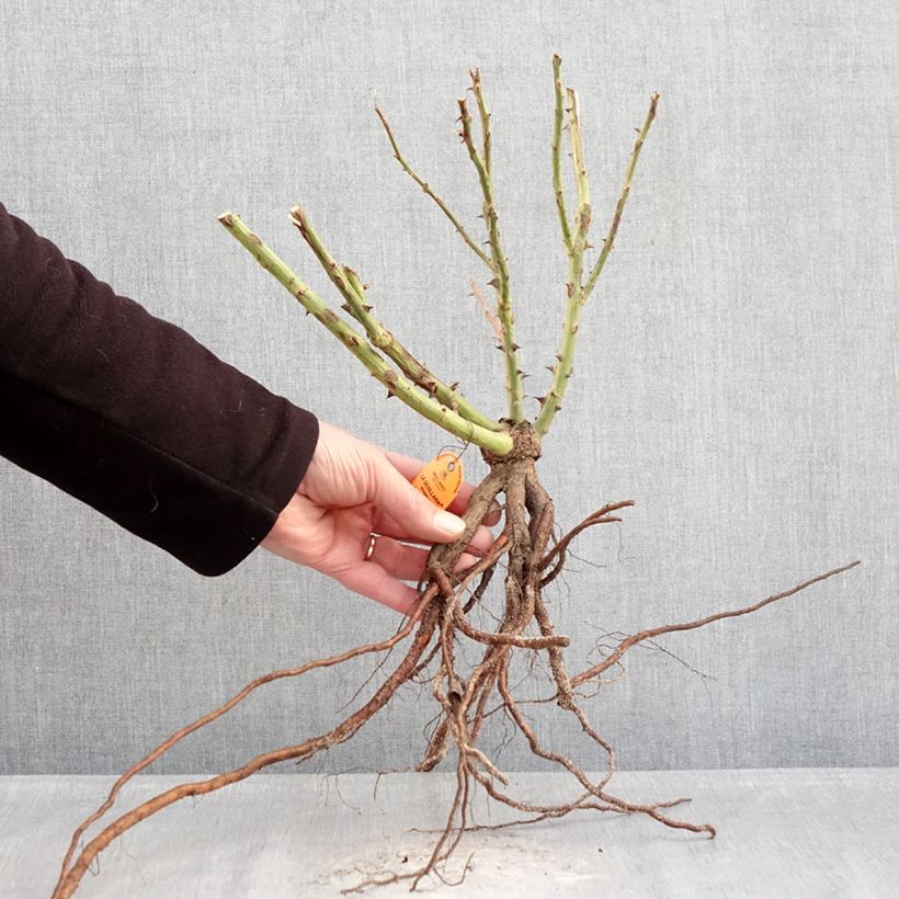 Example of Rosa Floribunda La Sevillana Meigekanu Piante piccole a radice nuda as you get in hiver