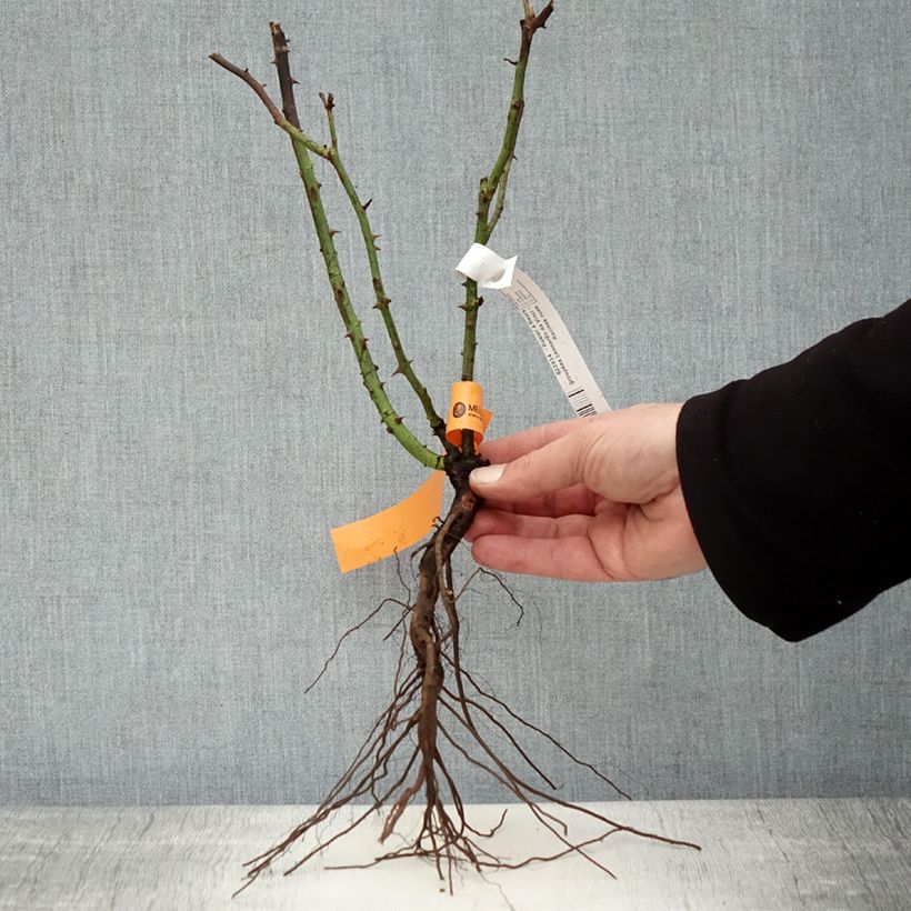 Rosa polyantha Leonardo Da Vinci Piante piccole a radice nuda esemplare consegnato in inverno