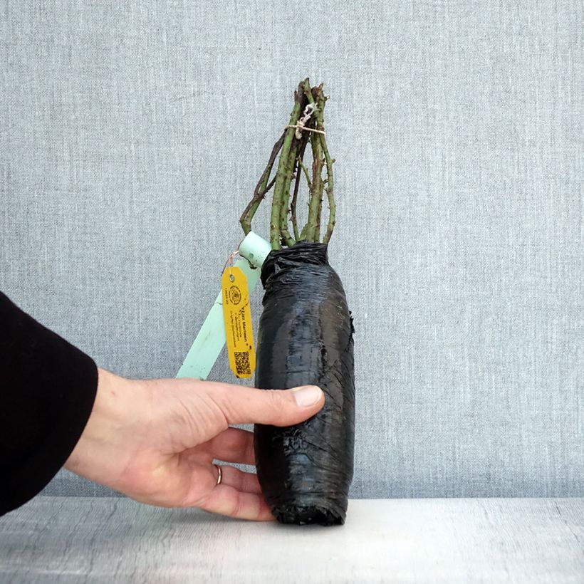 Rosa polyantha Lili Marleen Piante piccole a radice nuda esemplare consegnato in inverno