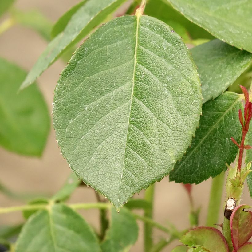 Rosa polyantha Love letter (Fogliame)