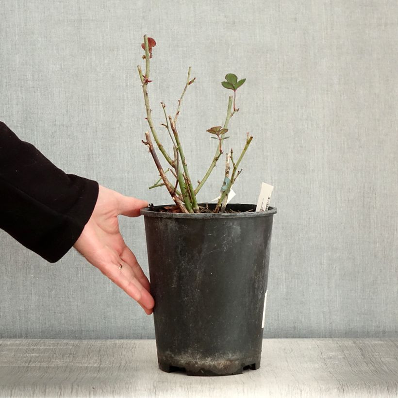 Rosier à fleurs groupées Love letter Pot de 4L/5L esemplare consegnato in inverno