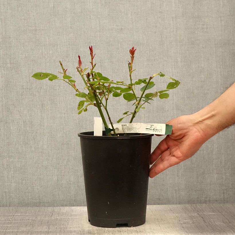 Rosa polyantha Love letter Vaso da 4L/5L esemplare consegnato in primavera