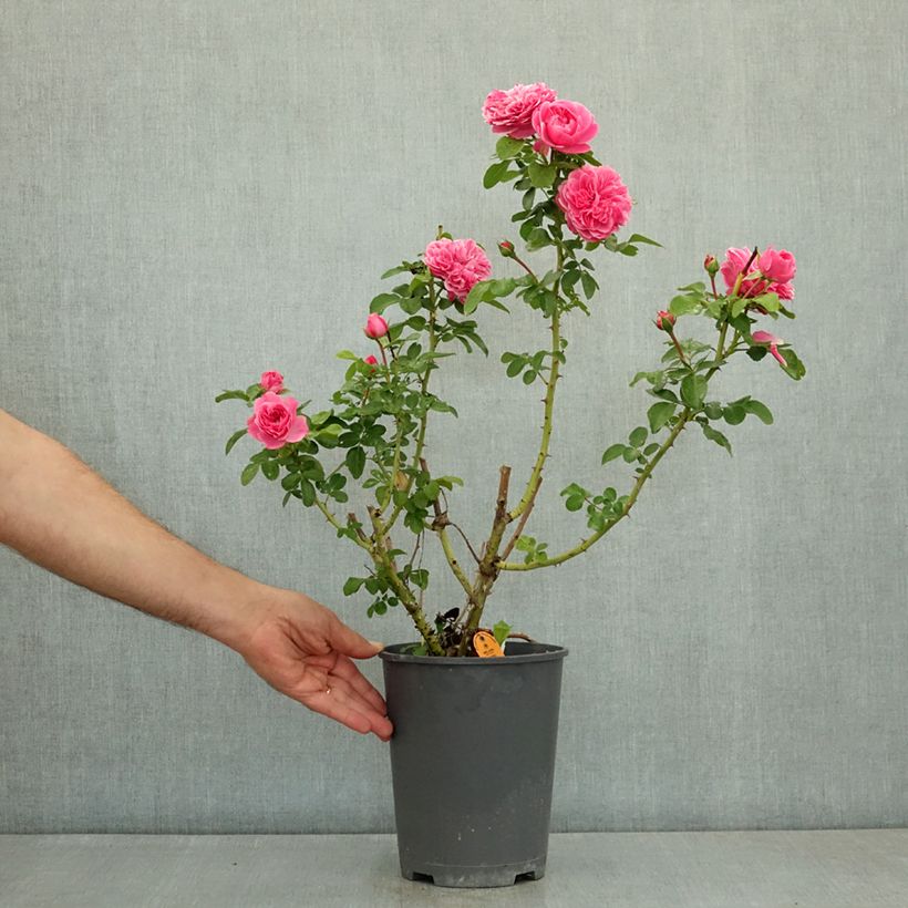 Esemplare di Rosa Floribunda Manou Meilland Vaso da 4L/5L consegnato in estate