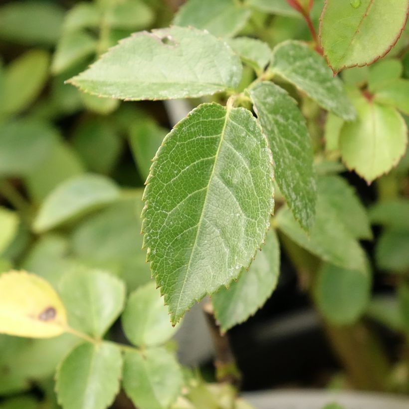 Rosa polyantha Marc's Jubilée (Fogliame)