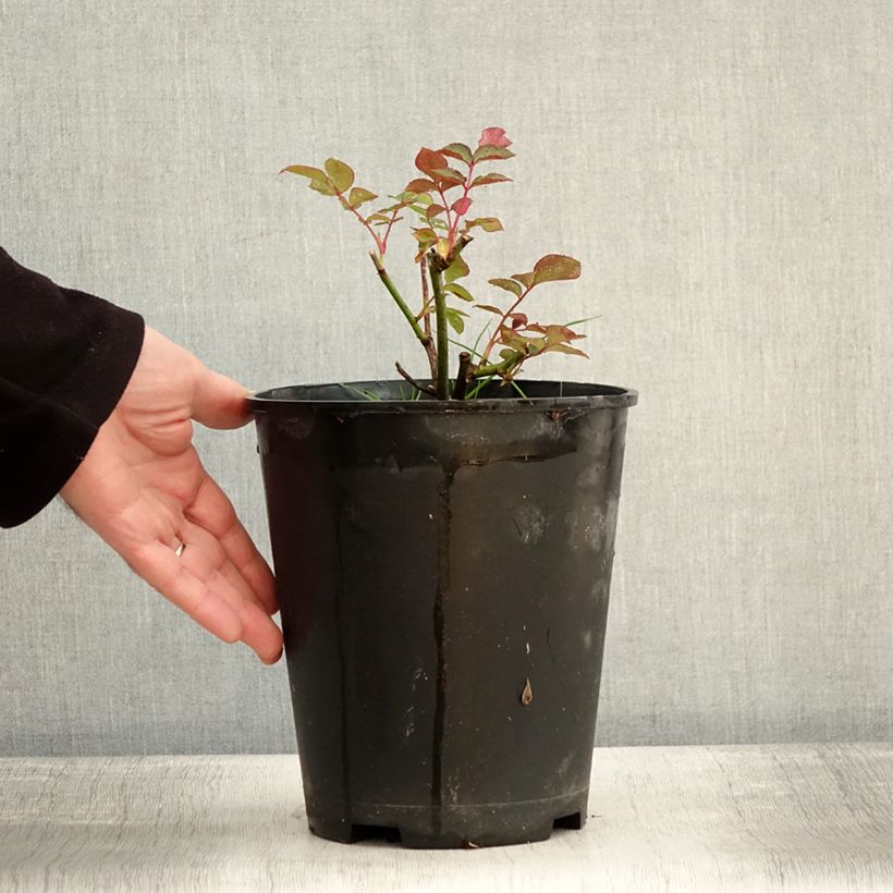 Rosier à fleurs groupées Maria Mathilda Pot de 3L/4L esemplare consegnato in inverno