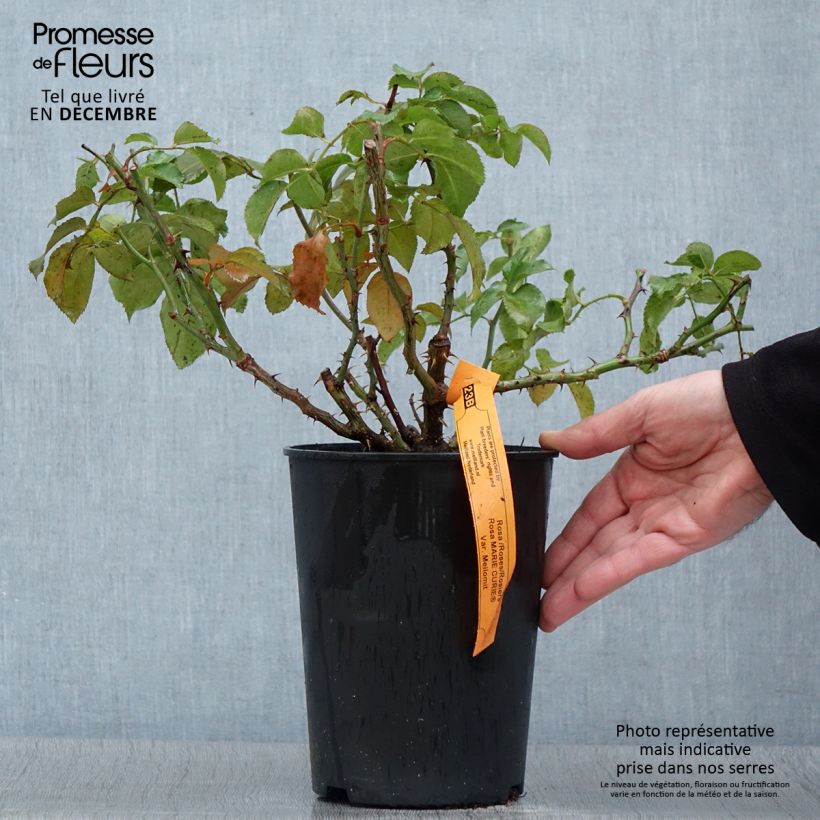 Esemplare di Rosa polyantha Marie Curie Vaso da 2L/3L come consegnato in autunno