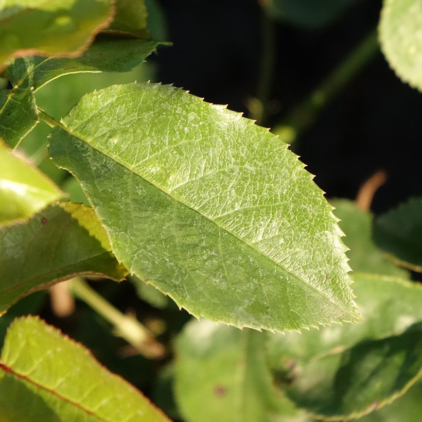 Rosa polyantha Marie Curie (Foliage)