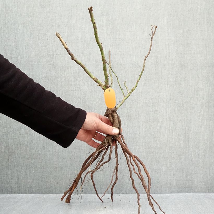 Example of Rosa polyantha Marie Curie Piante piccole a radice nuda as you get in hiver