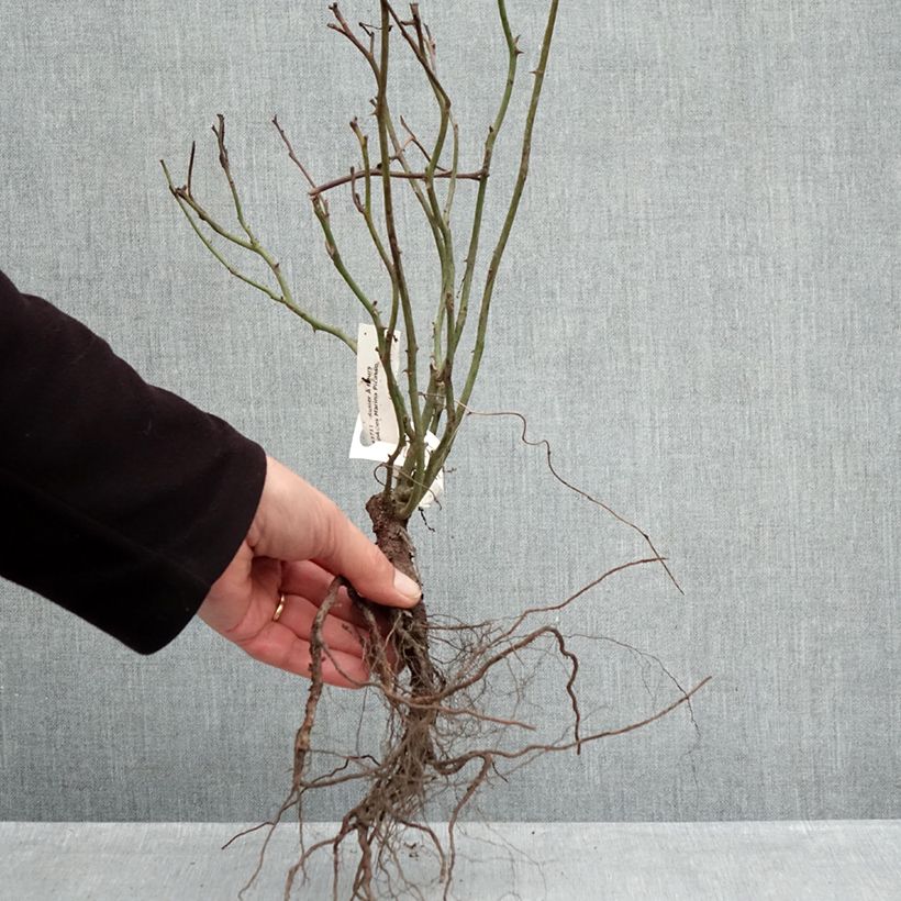 Rosa Marina Picasso Piante piccole a radice nuda esemplare consegnato in inverno