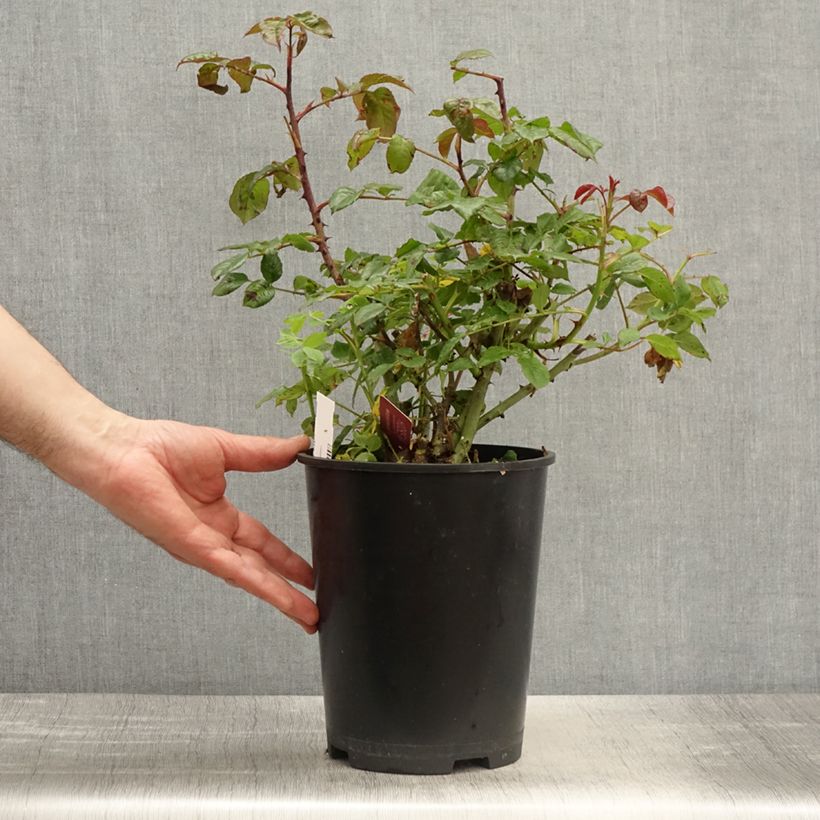 Rosa polyantha Mascaret Vaso da 4L/5L esemplare consegnato in primavera