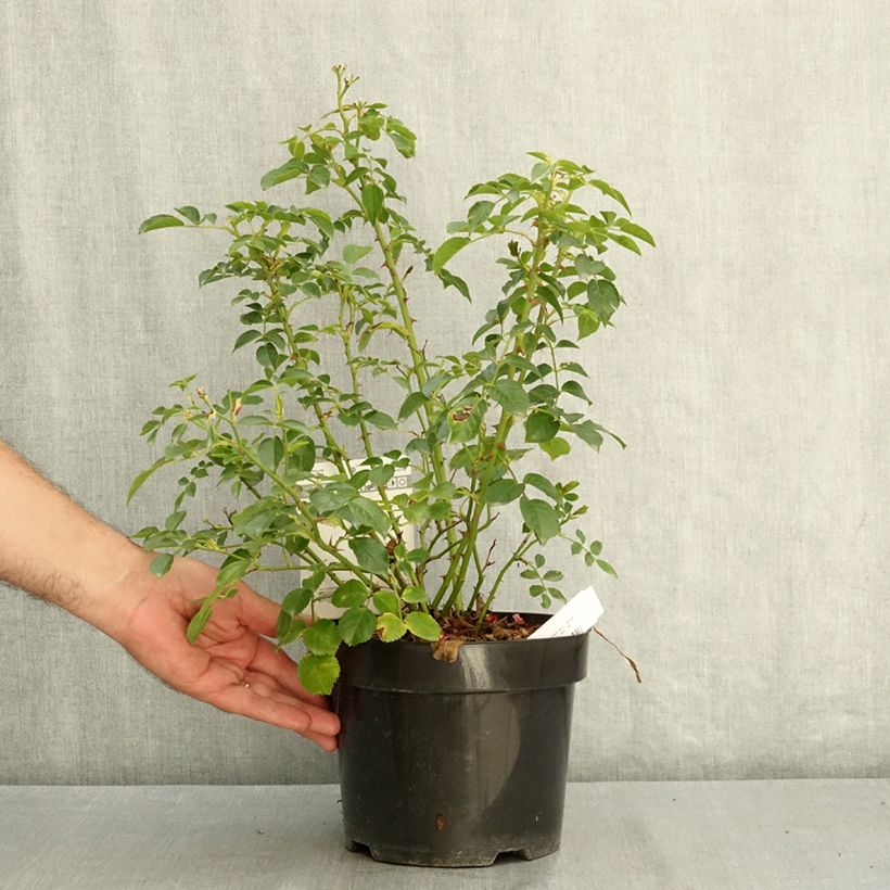 Esemplare di Rosa Mel Bee Vaso da 3L/4L consegnato in estate