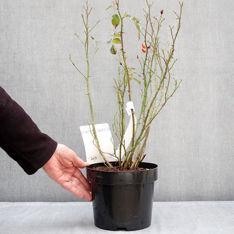 Rosa Mel Bee Vaso da 3L/4L esemplare consegnato in inverno