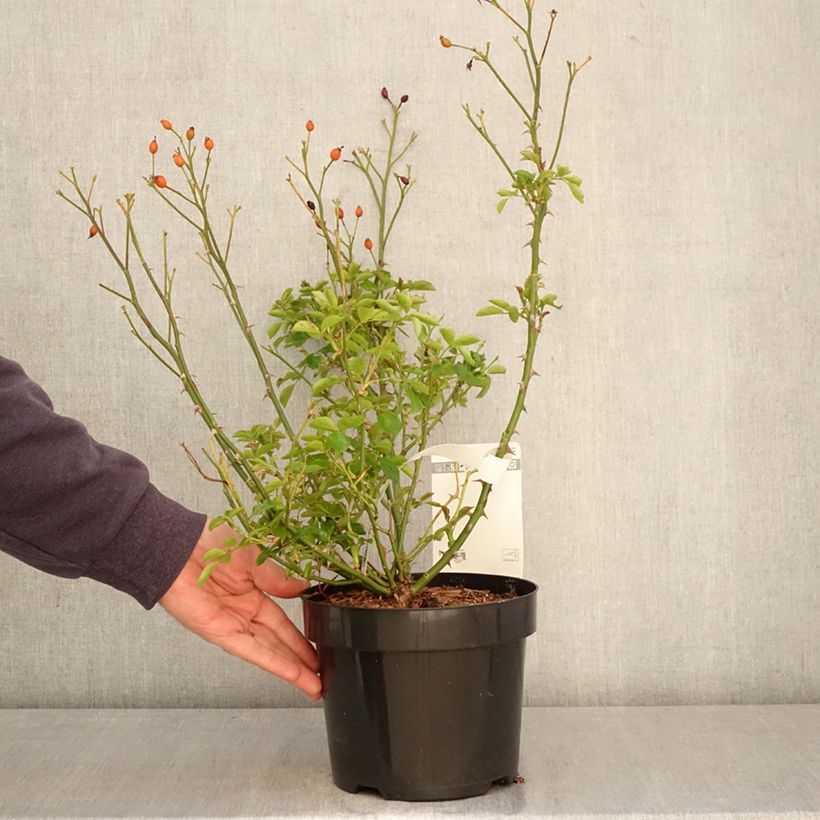 Rosa Mel Bee Vaso da 3L/4L esemplare consegnato in primavera