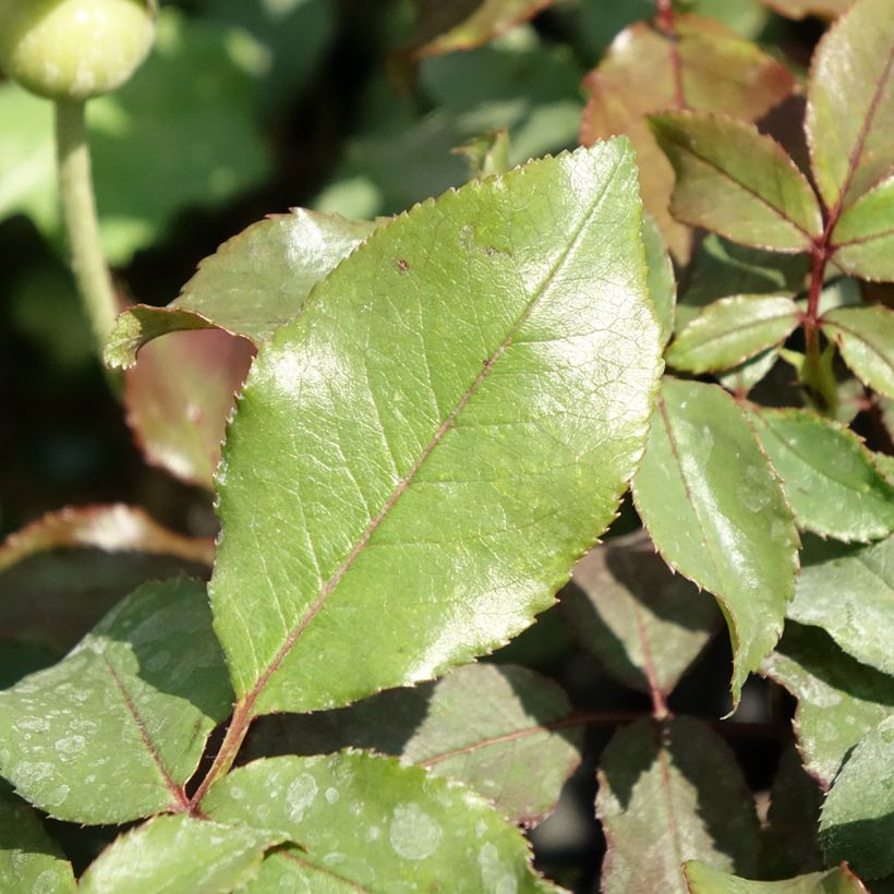 Rosa Floribunda Message d'Espoir (Fogliame)