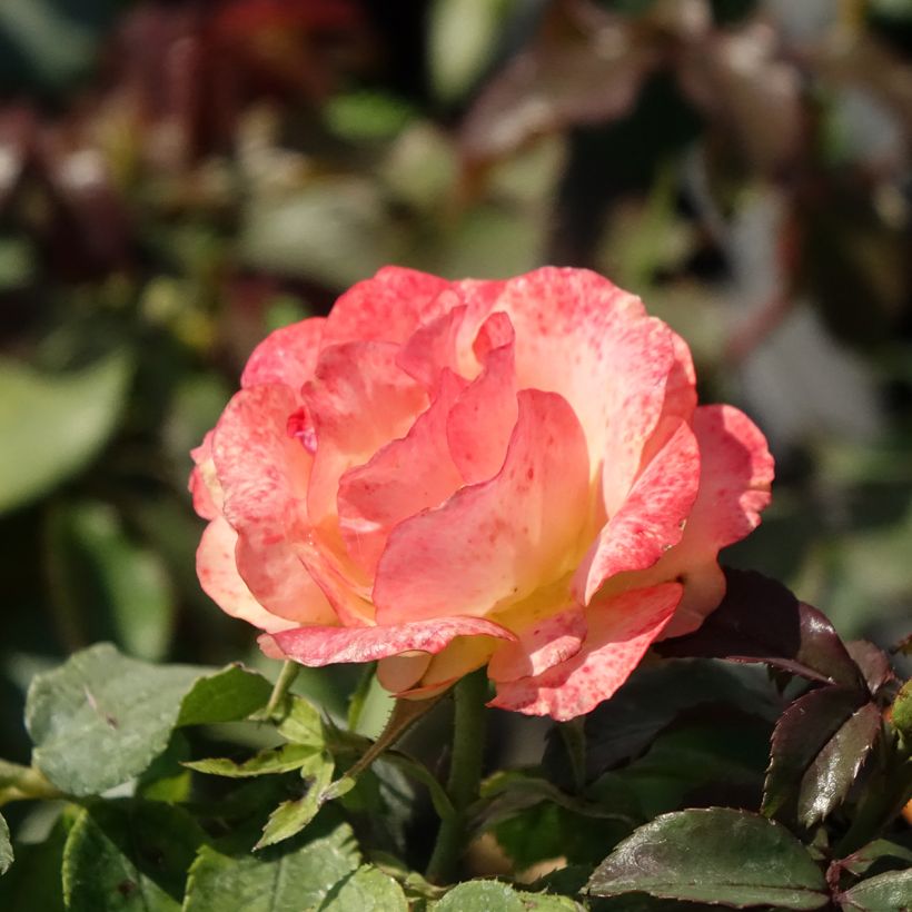 Rosa Floribunda Message d'Espoir (Fioritura)