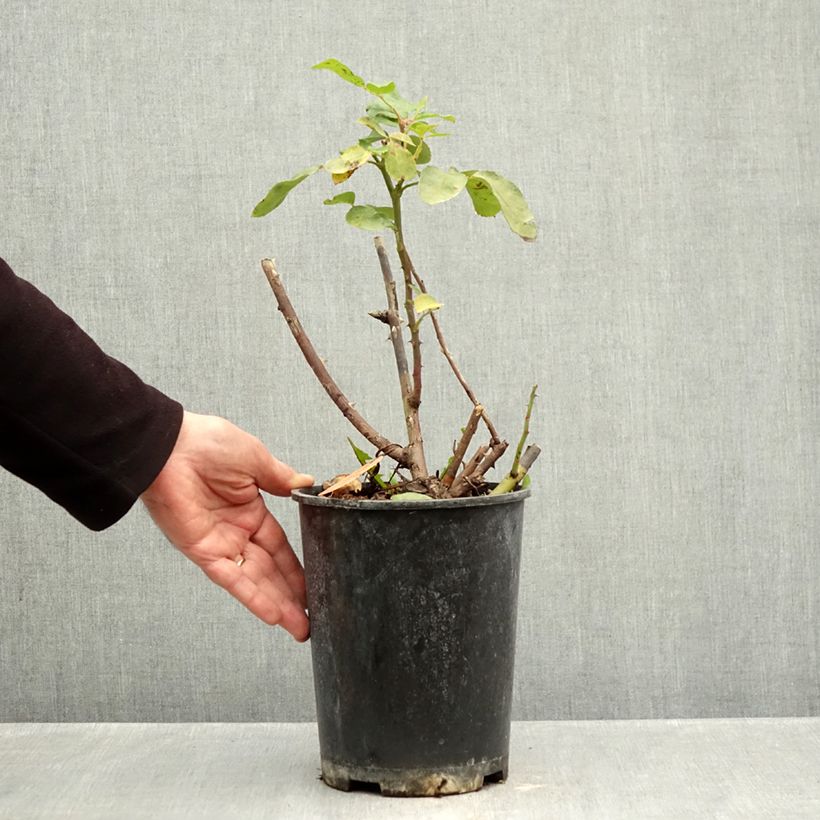 Example of Rosa Floribunda Niccolò Paganini Vaso da 4L/5L as you get in automne