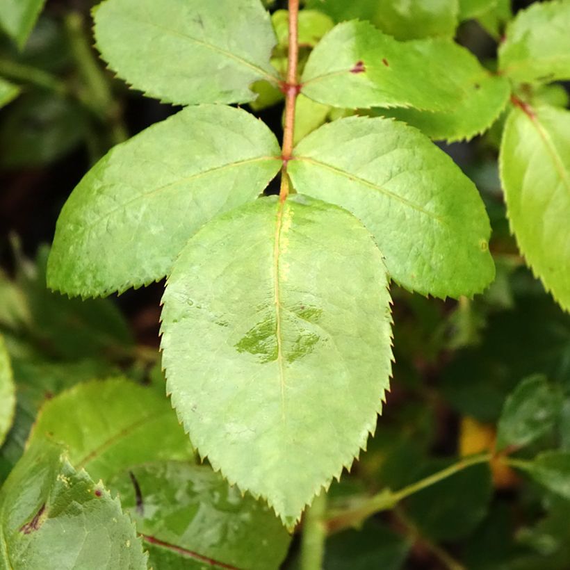 Rosa moderno Novalis (Foliage)