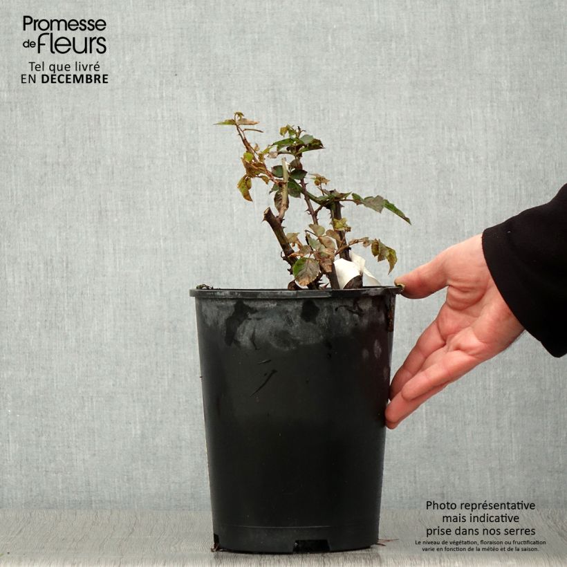 Esemplare di Rosa polyantha Off-Load Vaso da 4L/5L come consegnato in autunno