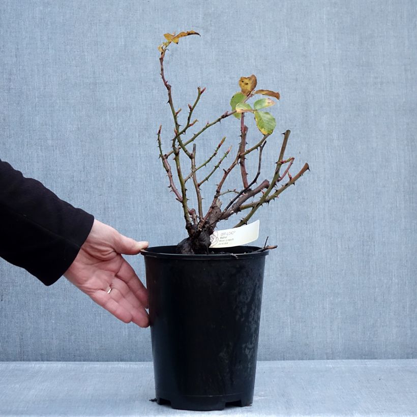 Example of Rosa polyantha Off-Load Vaso da 4L/5L as you get in hiver