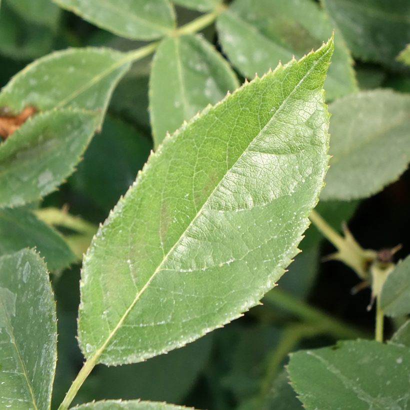 Rosa Floribunda Orange Sensation (Fogliame)