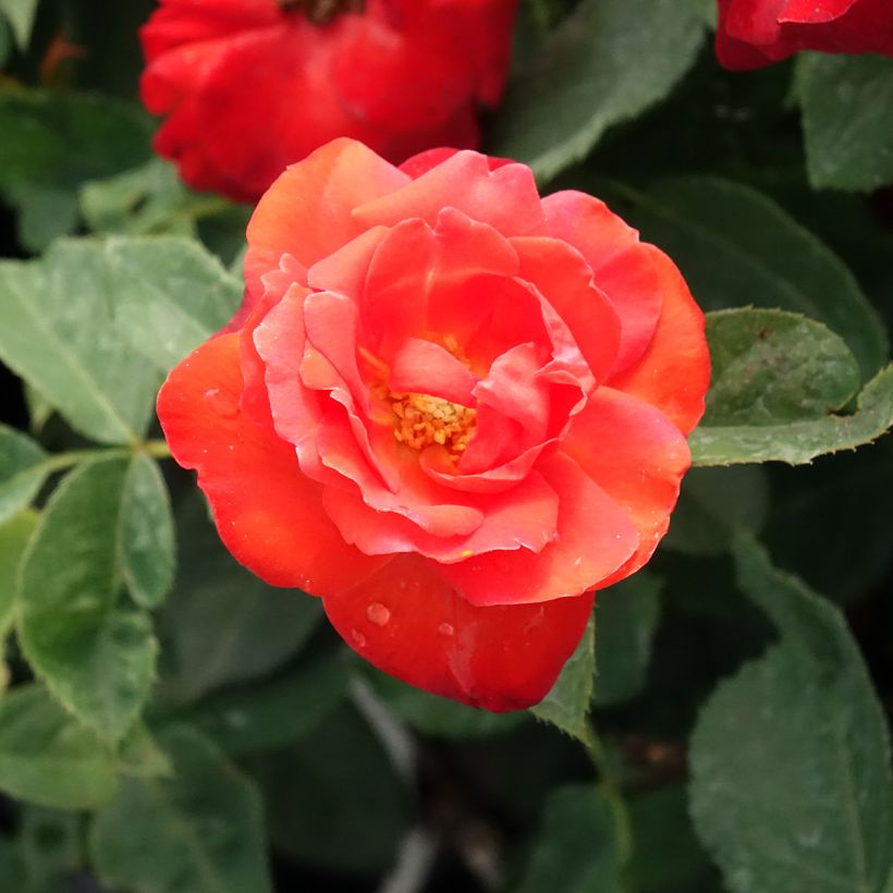 Rosa Floribunda Orange Sensation (Fioritura)