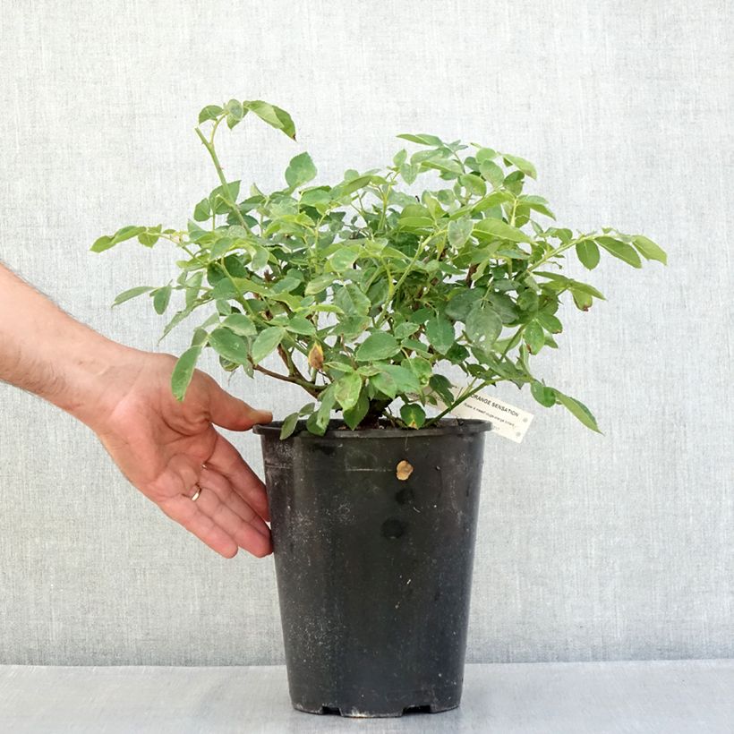 Esemplare di Rosa Floribunda Orange Sensation Vaso da 4L/5L consegnato in estate