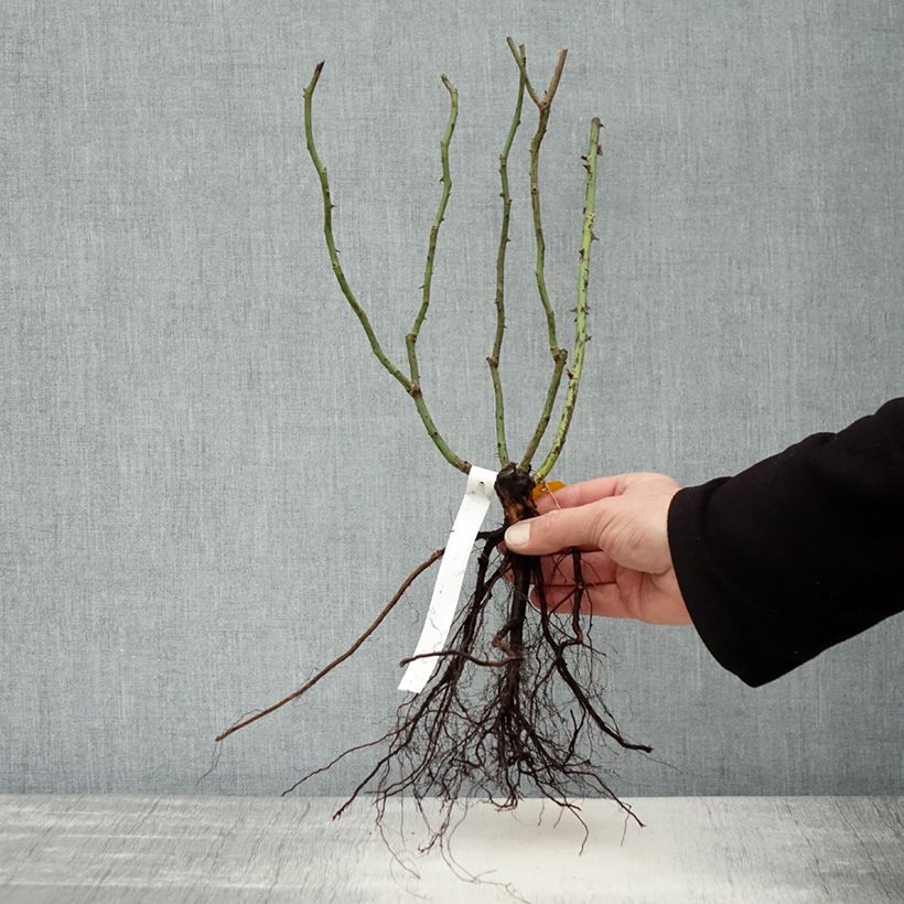 Rosa polyantha Orangerie Piante piccole a radice nuda esemplare consegnato in inverno