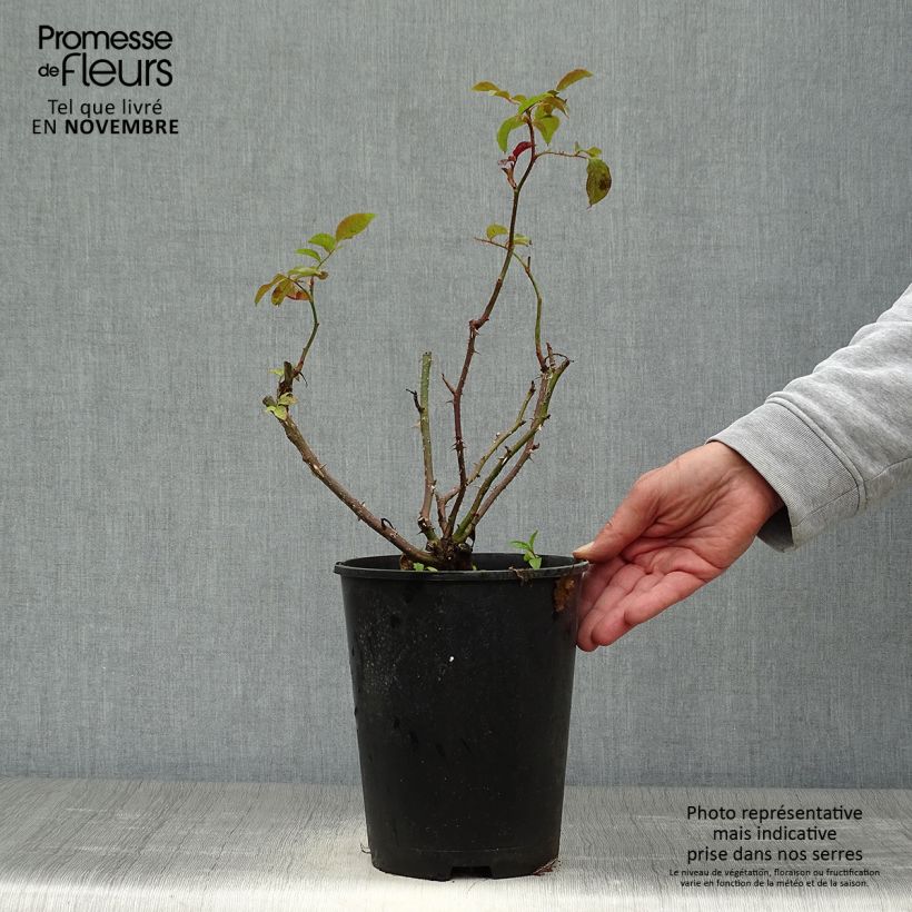 Esemplare di Rosa polyantha Oranges and Lemons Vaso da 2L/3L come consegnato in autunno