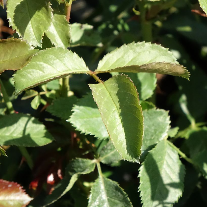 Rosa polyantha Oranges and Lemons (Foliage)