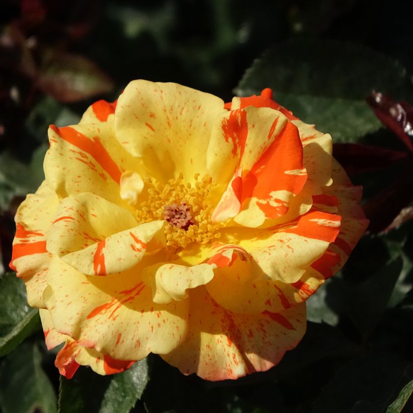 Rosa polyantha Oranges and Lemons (Flowering)