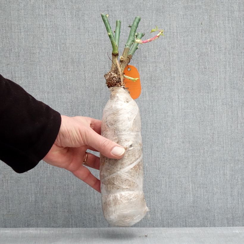 Rosa Floribunda Origami Zolla a radice nuda esemplare consegnato in inverno