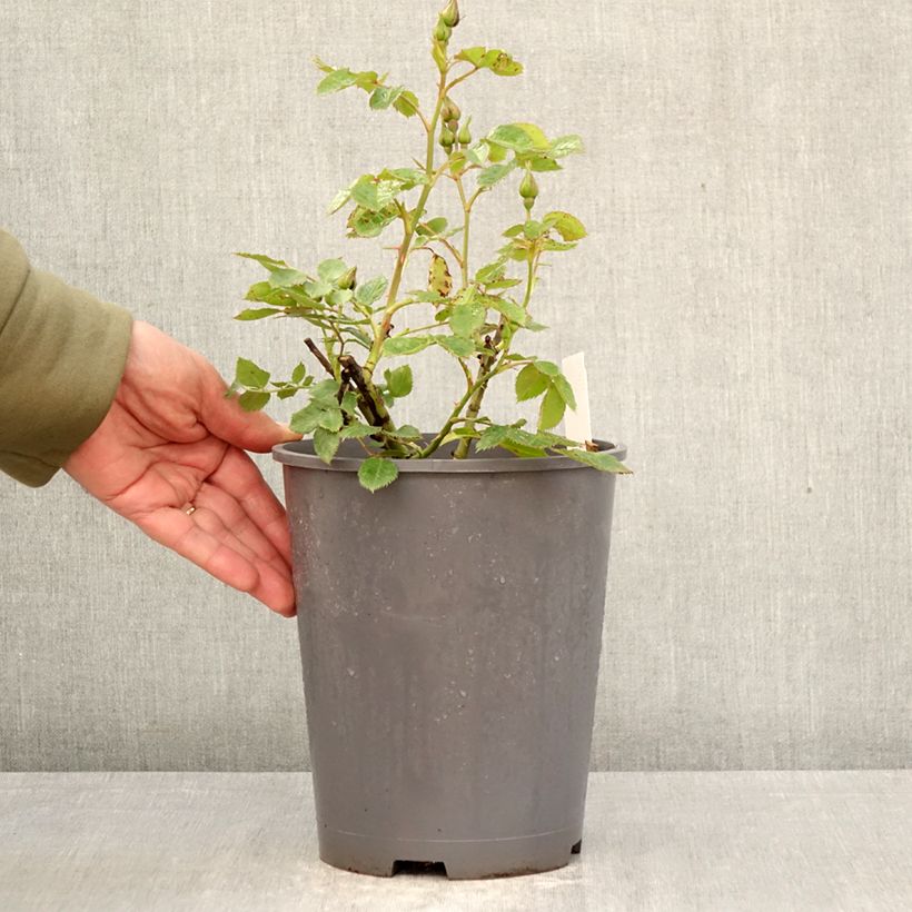 Rosa Floribunda Pacific Dream Vaso da 4L/5L esemplare consegnato in primavera