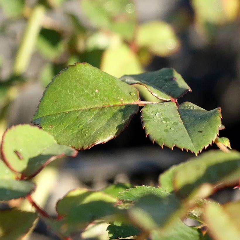 Rosa polyantha Park Abbey Rose (Foliage)