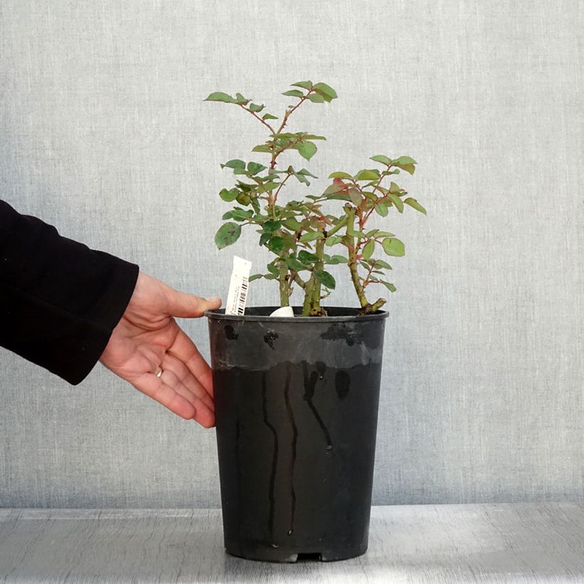 Esemplare di Rosier à fleurs groupées Park Abbey Rose Pot de 4L/5L come consegnato in autunno