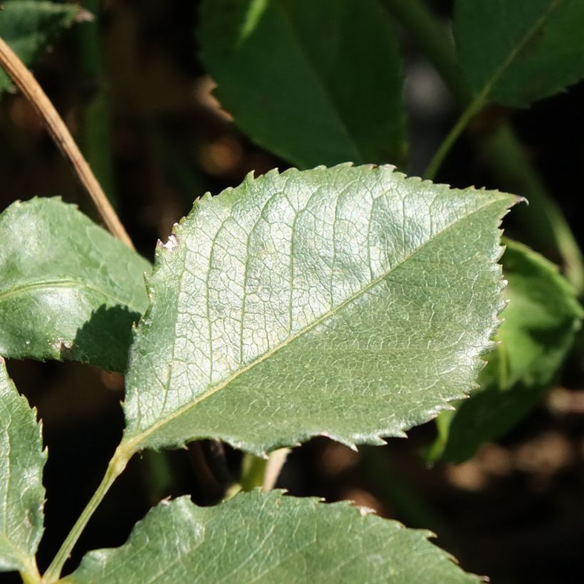 Rosa polyantha Pernille Poulsen (Foliage)