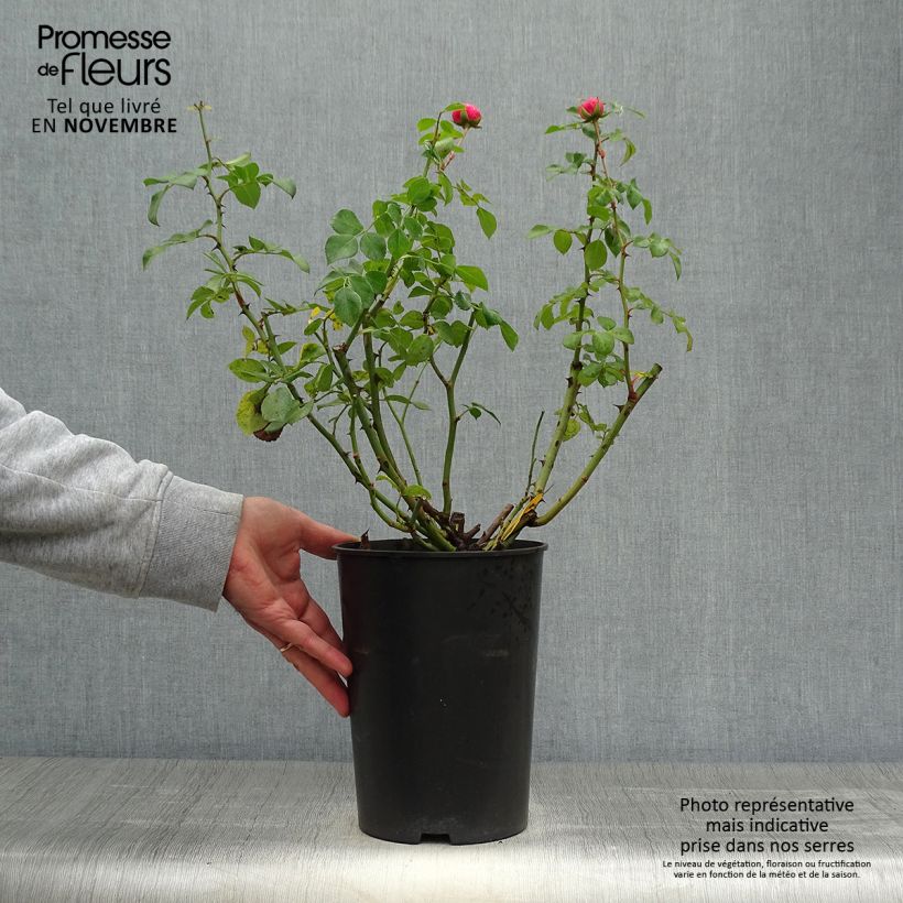 Esemplare di Rosa polyantha Pomponella Vaso da 4L/5L come consegnato in autunno