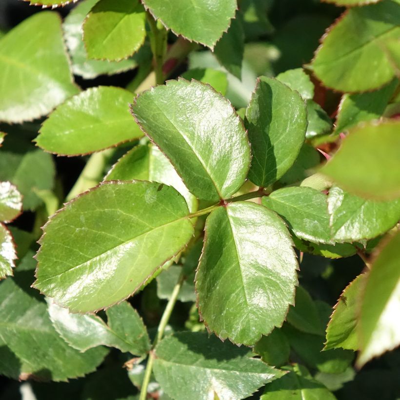Rosa polyantha Pomponella (Foliage)