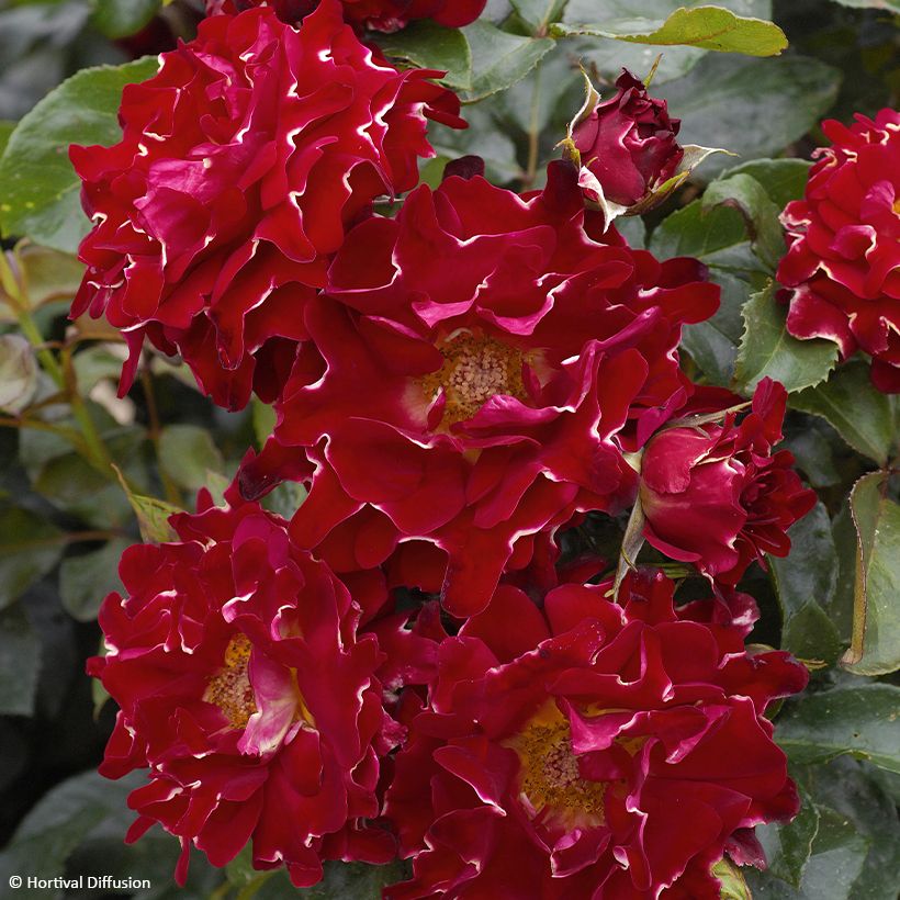 Rosa Red Lady Ruffles (Flowering)