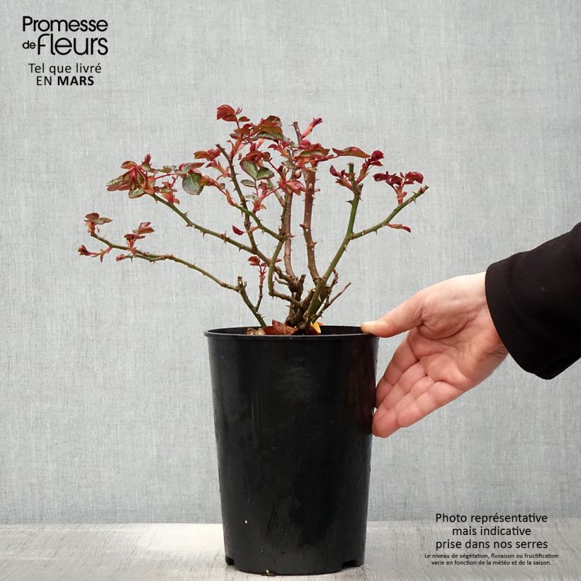 Example of Rosa polyantha Red Leonardo da Vinci Vaso da 4L/5L as you get in printemps