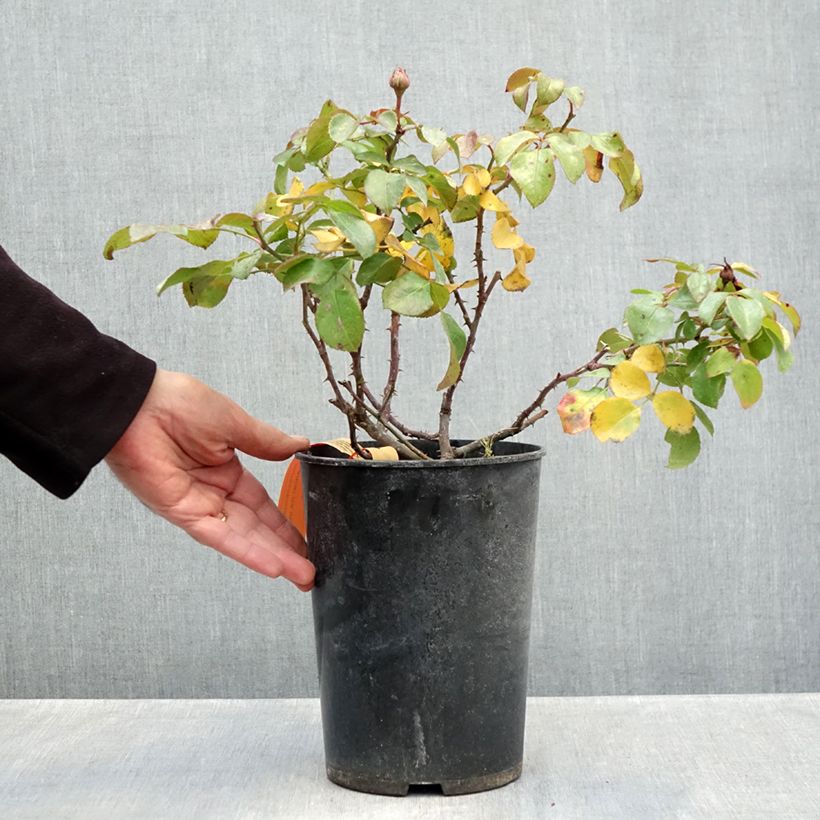 Esemplare di Rosa polyantha Red Leonardo da Vinci Vaso da 4L/5L come consegnato in autunno