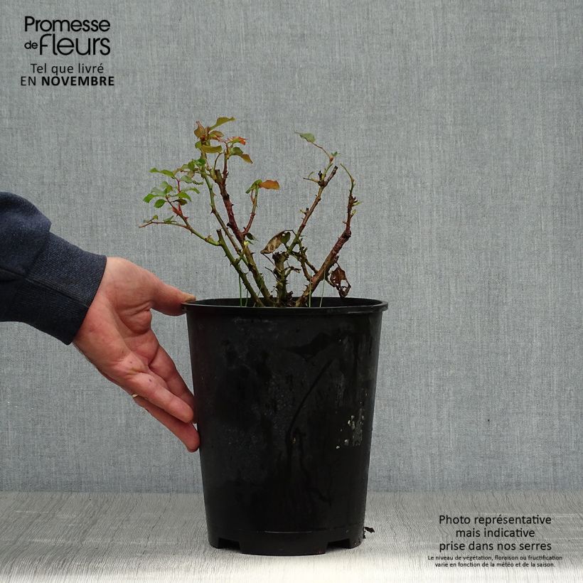 Esemplare di Rosa polyantha Remembrance Vaso da 2L/3L come consegnato in autunno