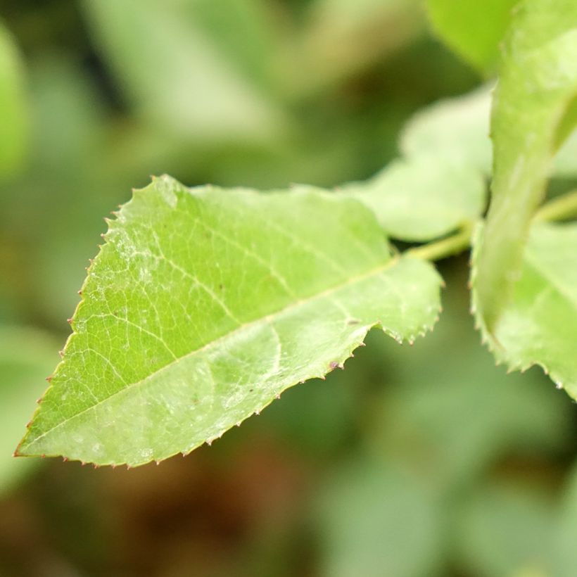 Rosa polyantha Rose de la petite Chabotte VELsema (Fogliame)
