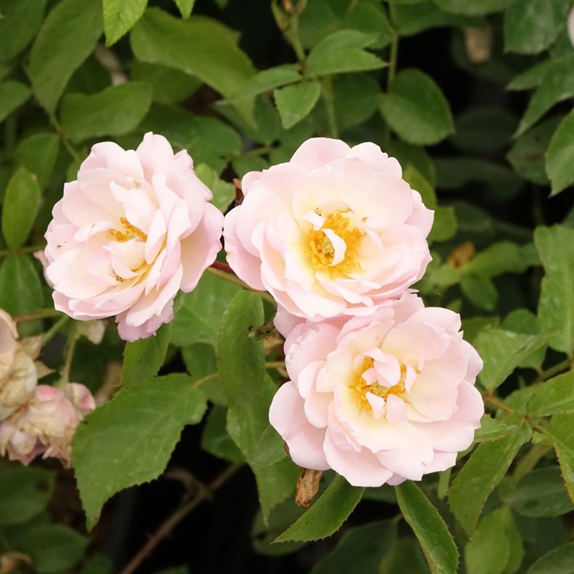 Rosa polyantha Rose de la petite Chabotte VELsema (Fioritura)