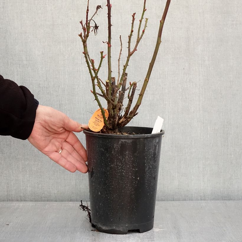 Example of Rosa polyantha Summer Sangria 'Meizilena' Vaso da 4L/5L as you get in hiver