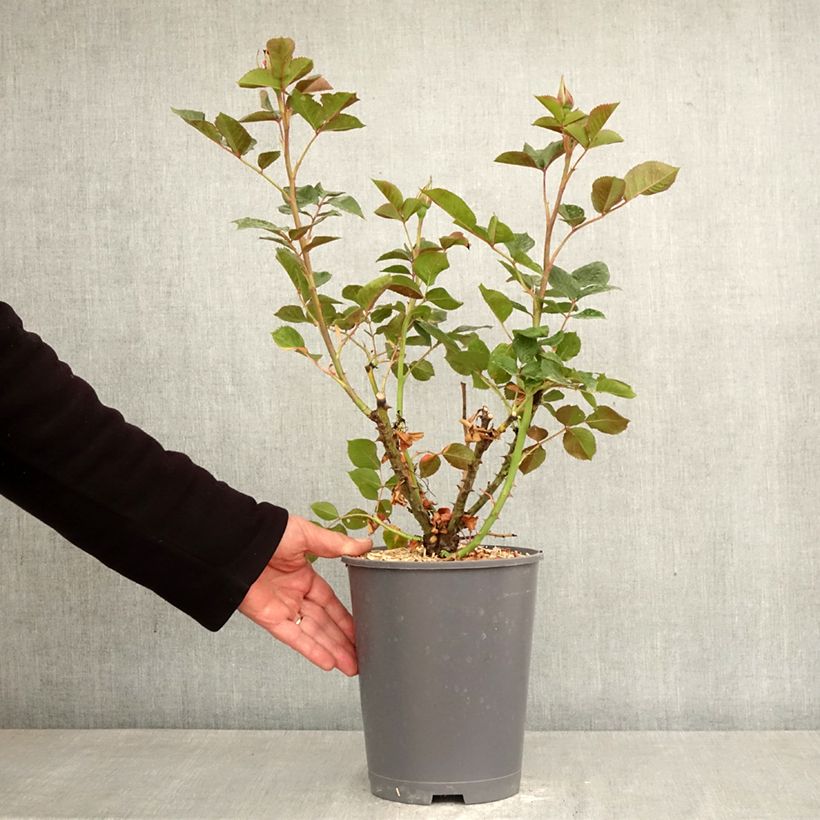 Rosa polyantha Summer Sangria 'Meizilena' Vaso da 4L/5L esemplare consegnato in primavera