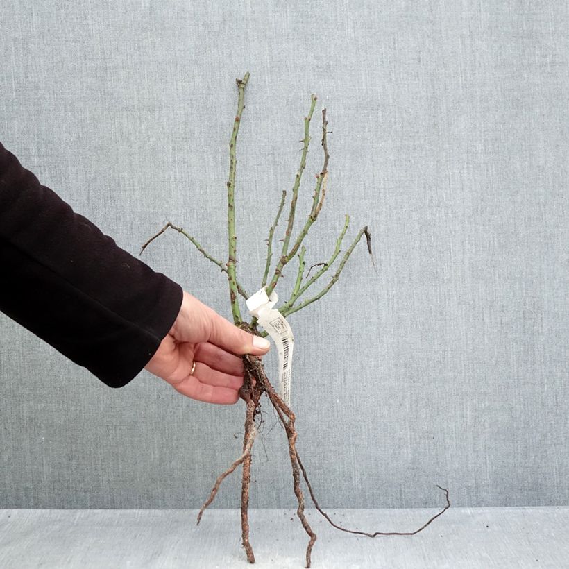 Example of Rosa polyantha Summer Sangria 'Meizilena' Piante piccole a radice nuda as you get in hiver