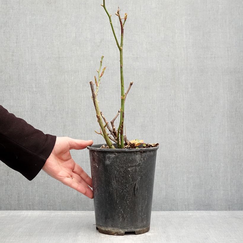 Example of Rosa Floribunda Rustica III Vaso da 4L/5L as you get in hiver