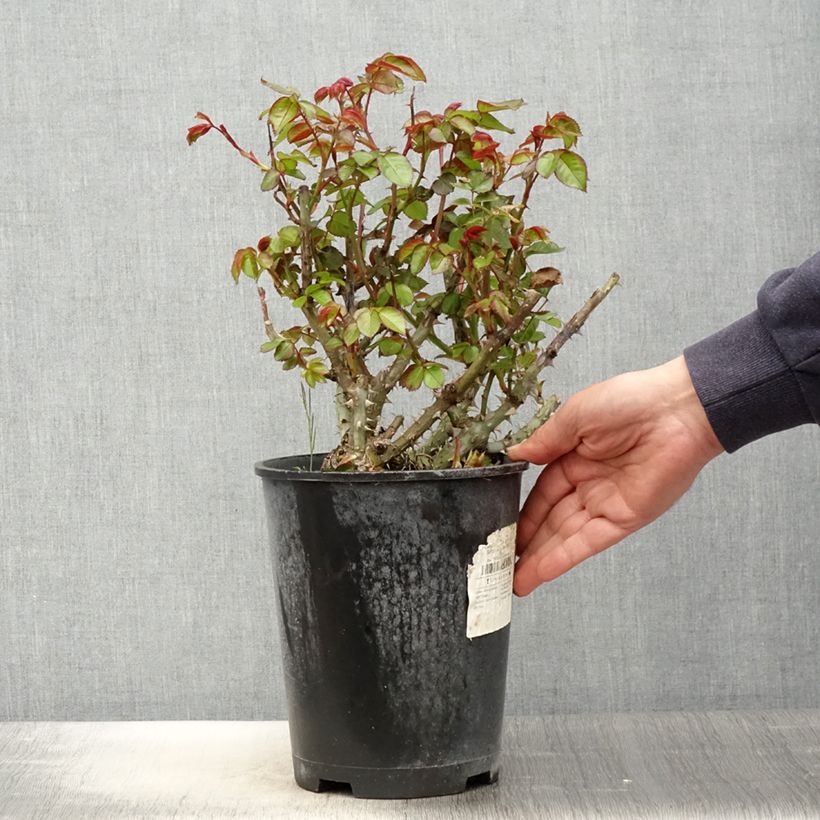 Example of Rosa polyantha Salto Vaso da 4L/5L as you get in printemps