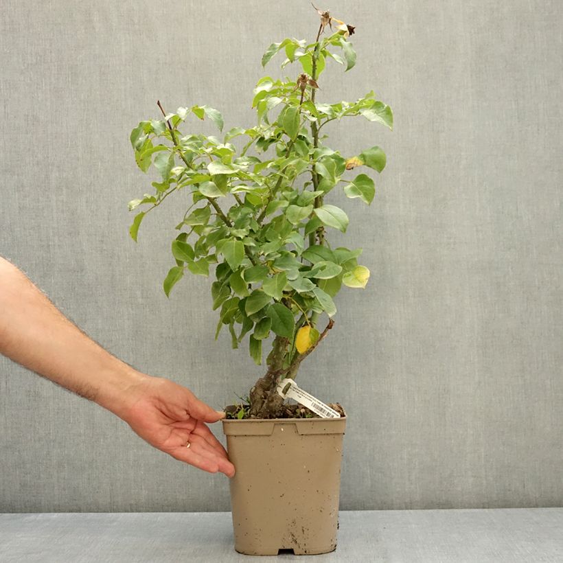 Esemplare di Rosa Société Nationale d’Horticulture de France Vaso da 3L/4L consegnato in estate
